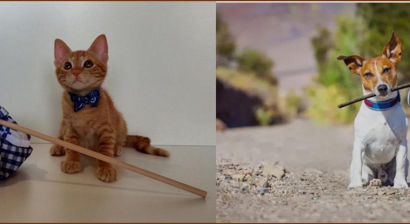 Új digitális platform indult a gazdátlan állatok örökbeadására