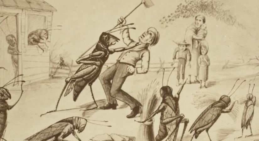 Észak-Amerika pusztító sáskajárásában még a birkák hátáról is leették a gyapjút a rovarok