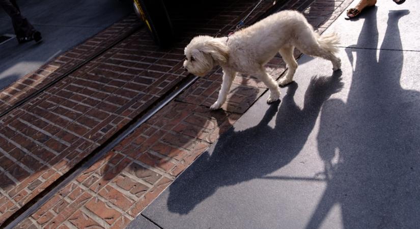 Miért nem hallgat rám a kutyám a sétán, ha otthon szót fogad?