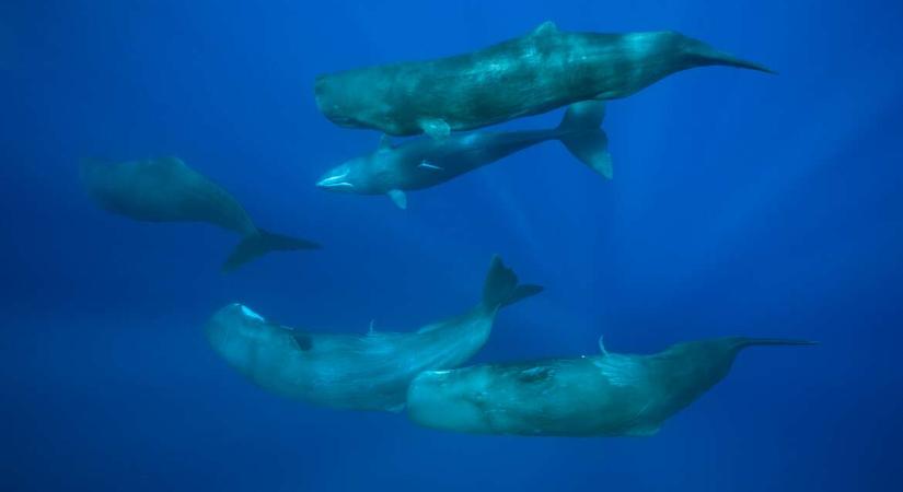 Videóra vették, ahogy a bálnák szüléskor körbefogják a bálnaanyát, és bábaként világra segítik az új életet