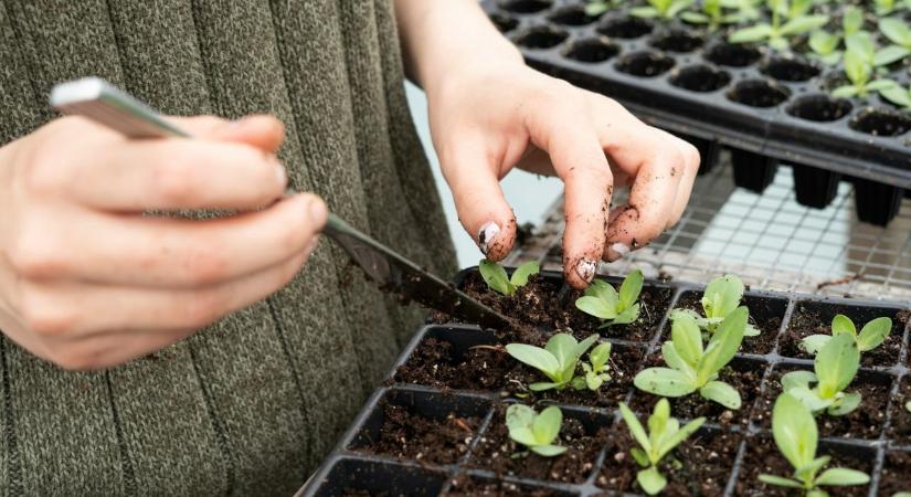 A palánták erősebb szárat növeszthetnek egy furcsa módszerrel