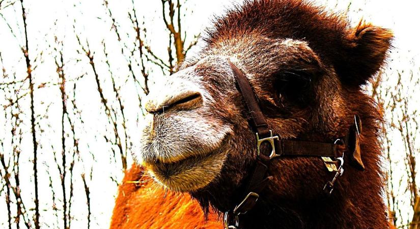 Állati! Óriás szarvú watusi marha és dromedár is érkezett, s született kis kenguru is Zalában (galéria)