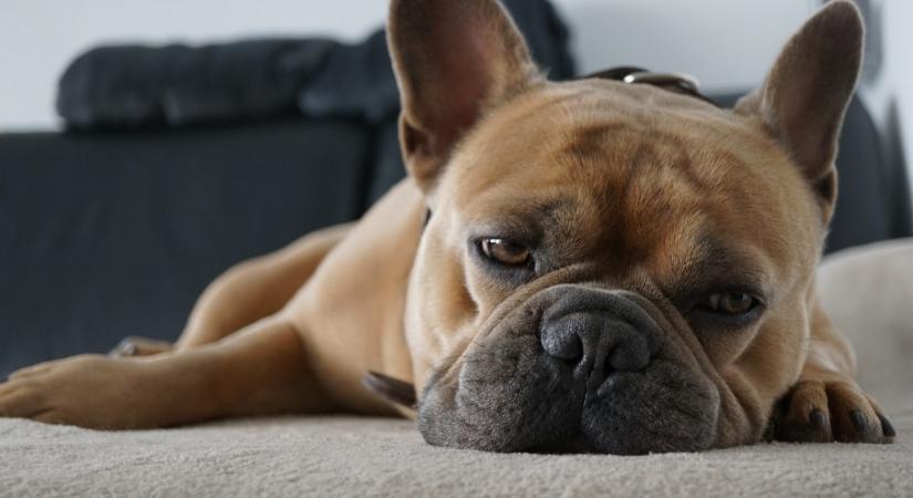 Buta kutya - itt a lista, de van, akinek csak ilyen állat való