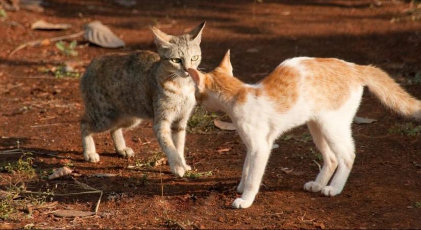 Ezért ordítanak egymással a macskák harc előtt