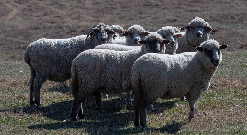 Hiába nincs járvány, mégsem egyszerű idén a húsvéti bárányok eladása