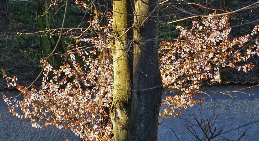 Mutatjuk, milyen időjárás vár ma a Csongrád-Csanádban élőkre