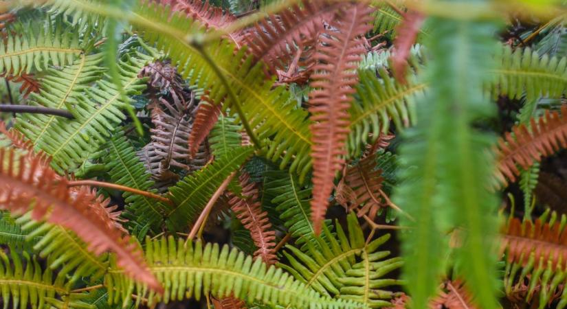 Ezzel az olcsó konyhai eszközzel megmentheted a növényeid