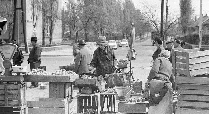 Szilágyi L. József: Káposzta