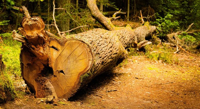 Szörnyű halált halt egy közmunkás Szatymazon