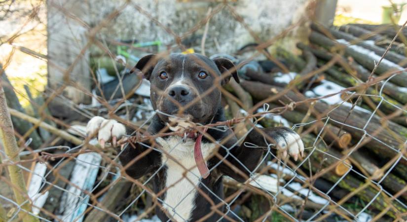 Purosz Leonidasz: Árnyék