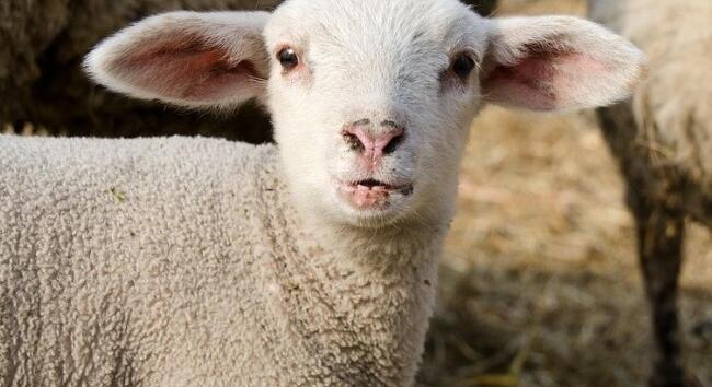 Húsvét 2026.: virágvasárnap, nagyhét, nagypéntek és húsvét dátumai