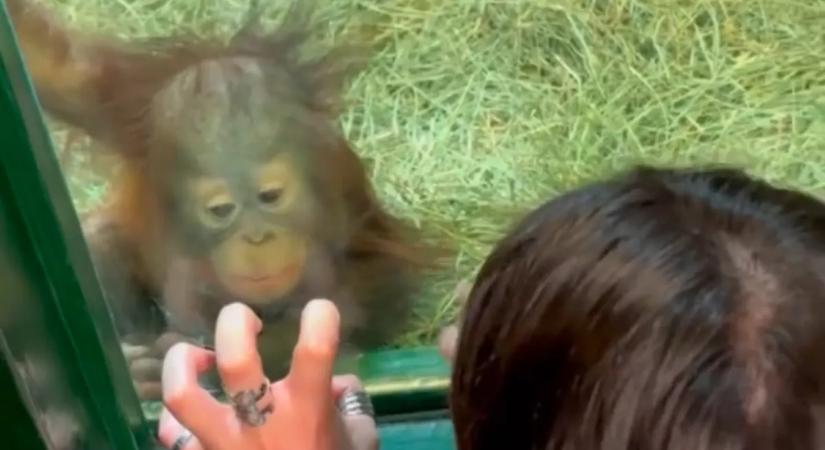 Orangutánkölyökkel találkozik a nő: Ami ezután történik, az élete legszebb napjához vezet