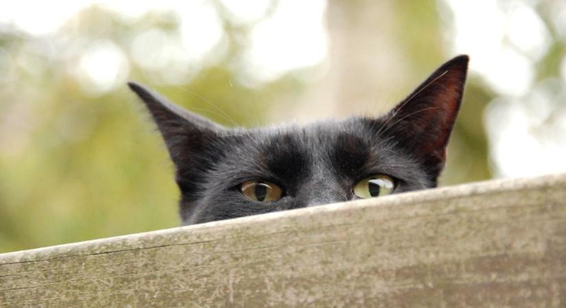 Kémmacskákat vetett volna be a CIA a hidegháborúban