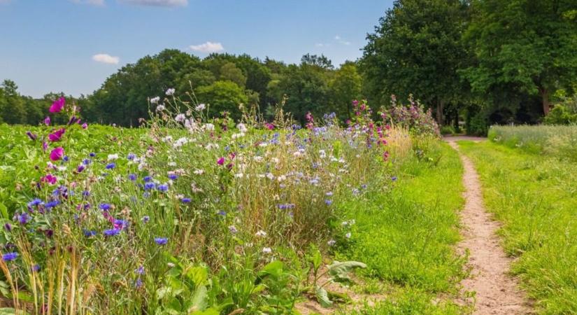 Fűnyírás tavasszal: ezzel az egy lépéssel kinyírhatod a gyepet (szakértővel)