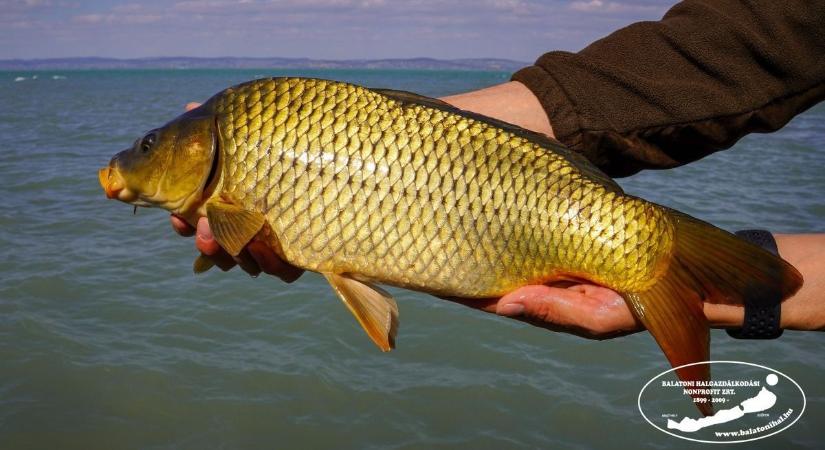 Új halak a Balatonban: a tavaszi telepítés során 12 ezer kilónyi ponty költözött a tóba