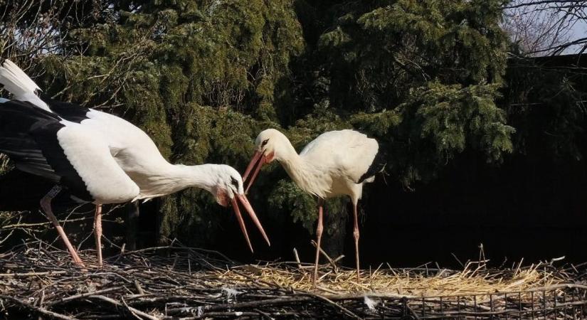 Szerelem szárnyak nélkül: megérkezett az első tojás a dömösi gólyapár fészkébe