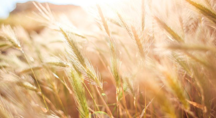 Nagy István: több mint 45 milliárd forint agrárkárenyhítő juttatás érkezik a gazdálkodókhoz