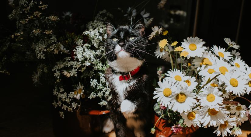 Tavaszi macskás kvíz – te elég felkészült vagy?