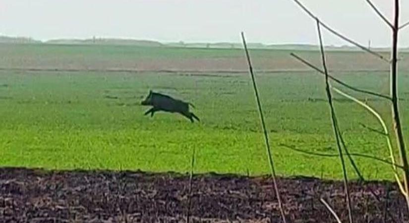 Menekül a vaddisznó a hatalmas tiszafüredi tűz elől, drámai fotó került elő