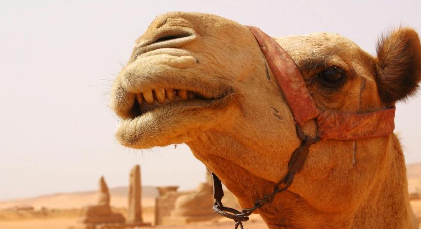 Kaktuszok, tevék és cirok: tényleg ez vár ránk?