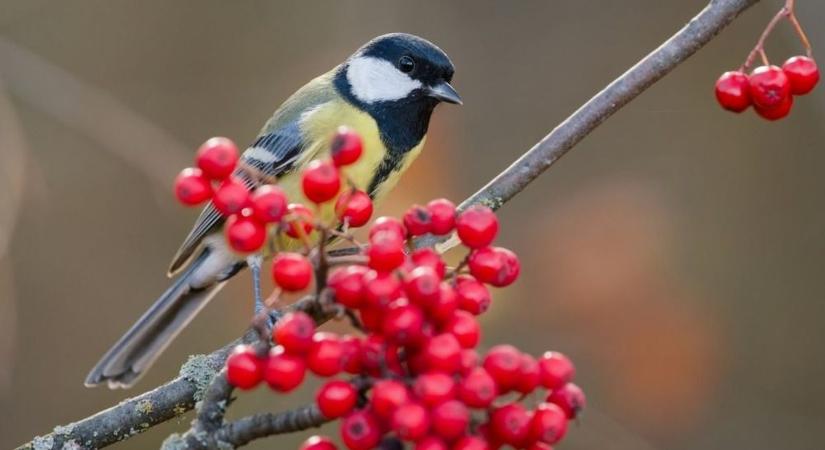 Véget ért a madárszámlálás: íme, a leggyakoribb tollas látogatók