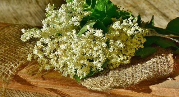 Áprilisban gyűjthető és feldolgozható gyógynövényeink