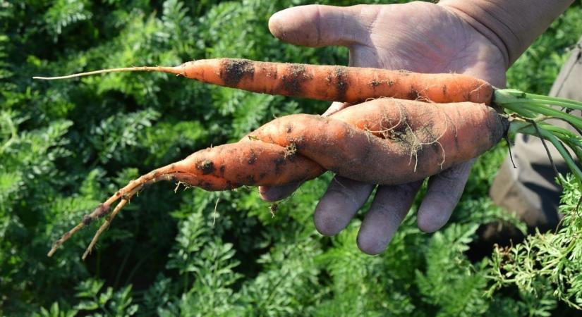 Ezért lesz görbe a sárgarépád – és így kerülheted el