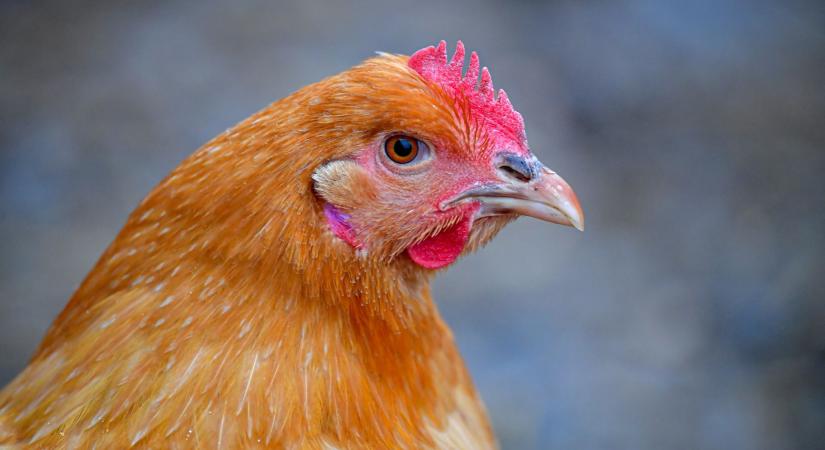 A „halott hús” helyett csirkelábat exportálunk Kínába, aranyárban veszik meg