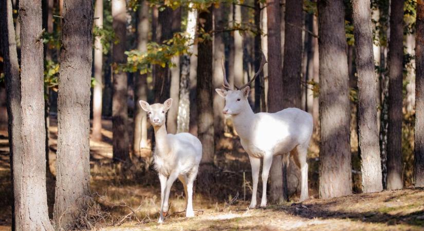 Nem egy, hanem több? Fehér szarvasok bukkannak fel országszerte
