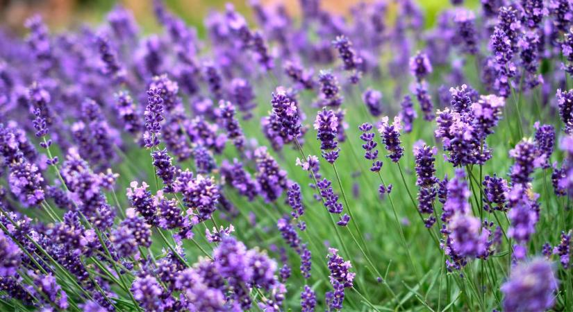 Levendulaültetés: milyen talajt szeret a növény?