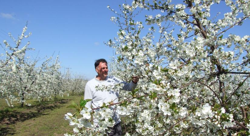 Veszedelmek kísértenek a gyümölcsösökben