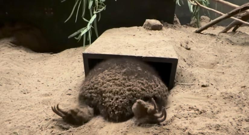 Jobb mint Orbán keresztapás kampánya: tévedésből jött elő a hosszúcsőrű hangyászsün, ezért visszabújt