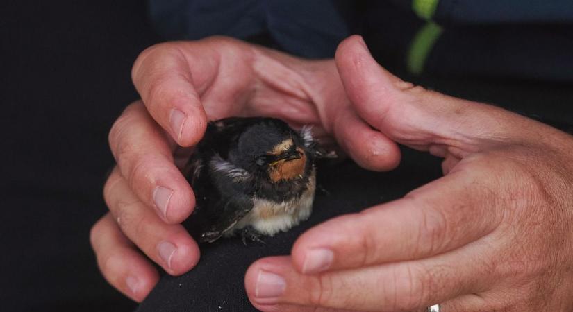 „Az emberi rosszindulatra nincs felkészülve” – az egri madármentő szerint eltűnhetnek a fecskék
