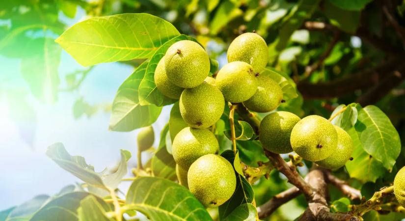 Ne mondj le róla – Ezzel a módszerrel még megmentheted a diófát