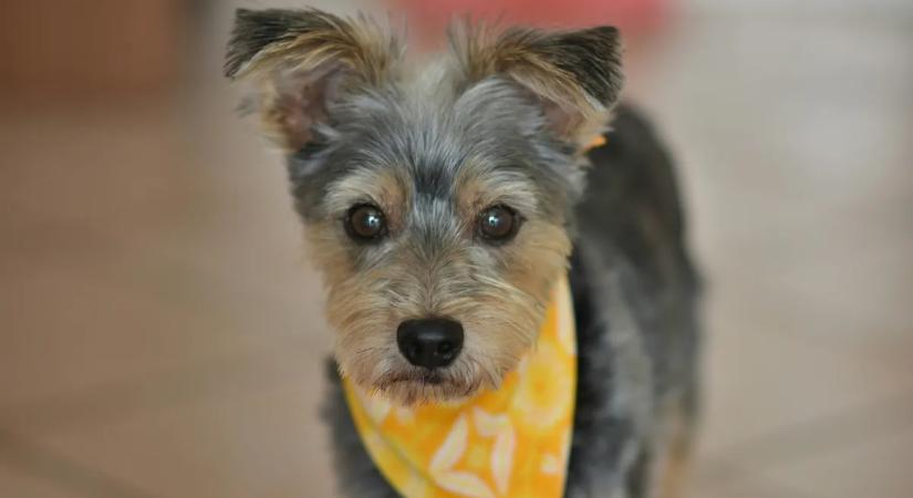 Fontos jelzés a kutyásoknak: ezt kell tennie, ha sárga szalagot lát