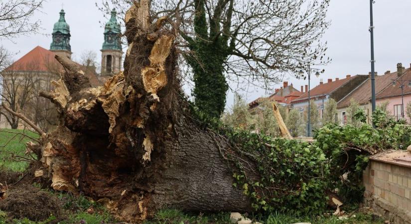 Kiadták a citromsárga riasztást: alaposan megtépázta a szél Veszprém megyét, és még nincs vége