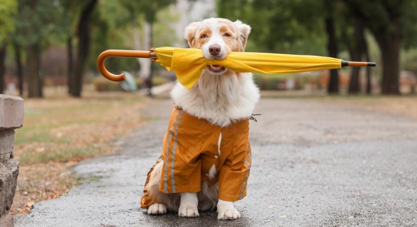 Borult, szeles, záporos folytatás