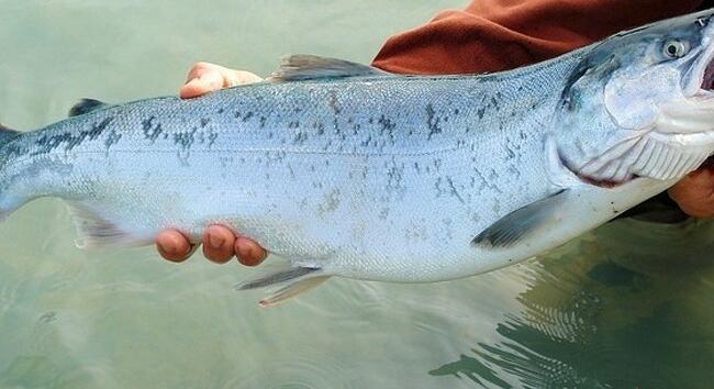 Halfogyasztást népszerűsítő programsorozat kezdődött