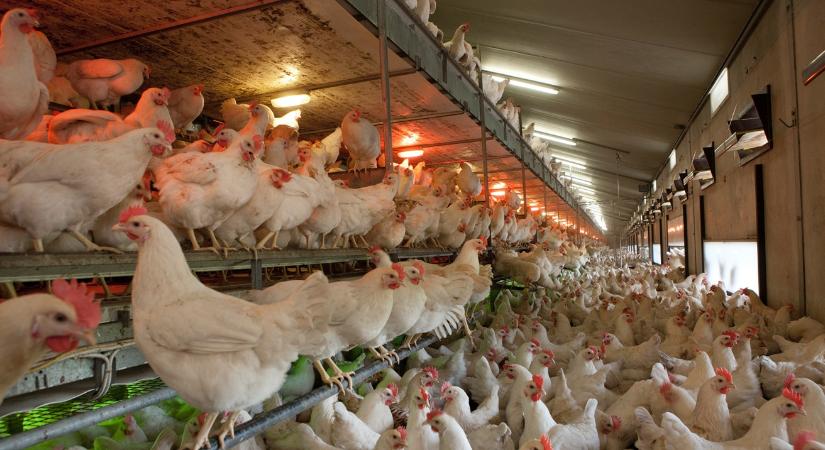 Sorsdöntő válaszút előtt a magyar tojástermelés