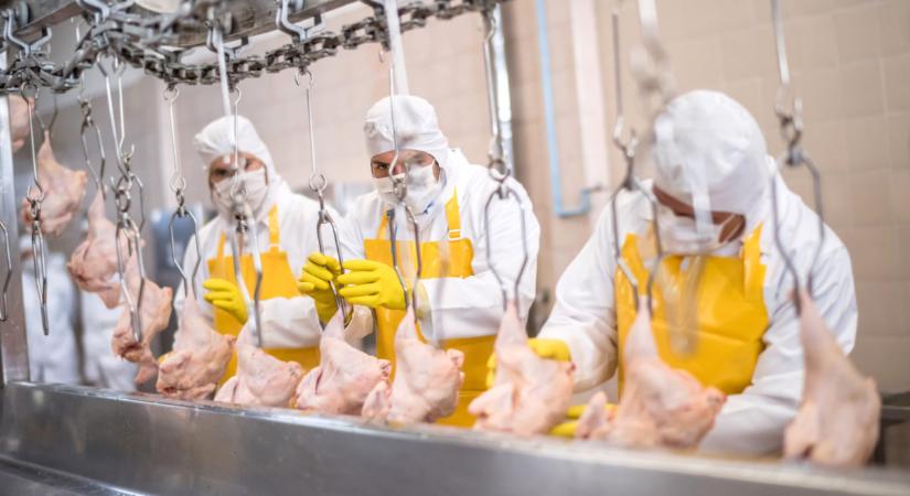 Elképesztő összeget költ beruházásra a hatalmasra nőtt magyar csirkefeldolgozó