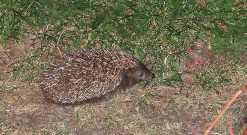 Mivel használunk és mivel ártunk a kis tüskésnek: ezekért a falatokért a leghálásabbak a kertünk sünjei