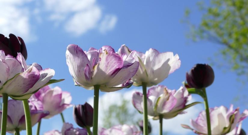 Kiderült, melyik napon győz a napsütés a felhők felett
