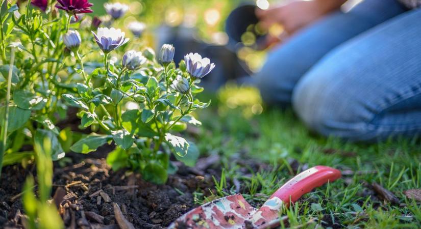 4 hiba, amit tavasszal sok kerttulajdonos elkövet – szakértő adott hasznos tippeket