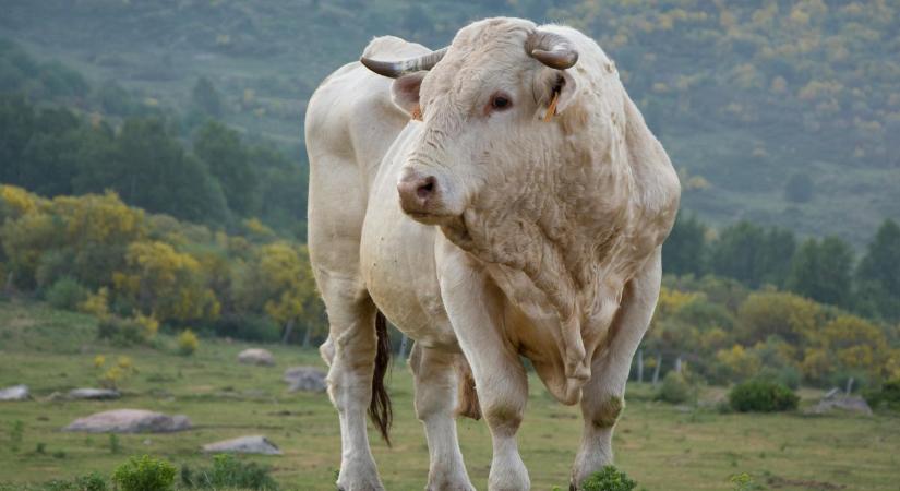 Gyorsabb kifizetések az állattenyésztésben: Évente kétszer juthatnak forráshoz a tenyésztőszervezetek