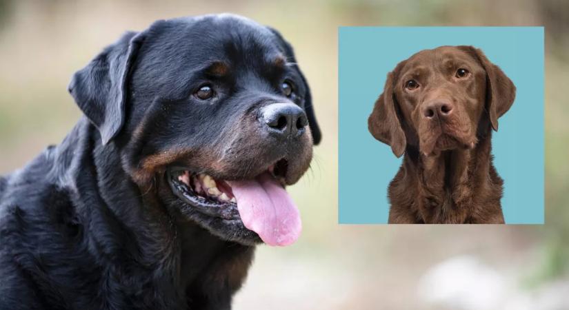 Labrador és rottweiler a szülők: ez a gyönyörű kölyök keres gazdit