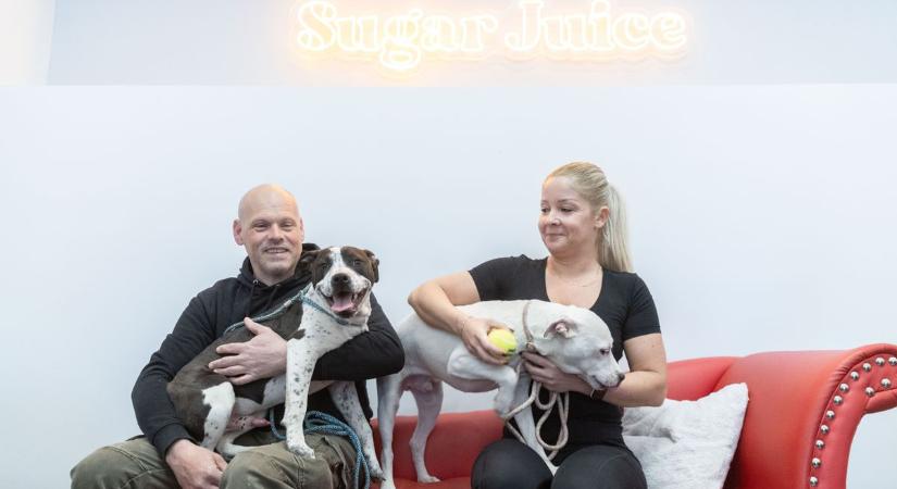 Kutyával a bárba?! A disznóólból mentett ebek kifejezetten kedvelik... (galéria)