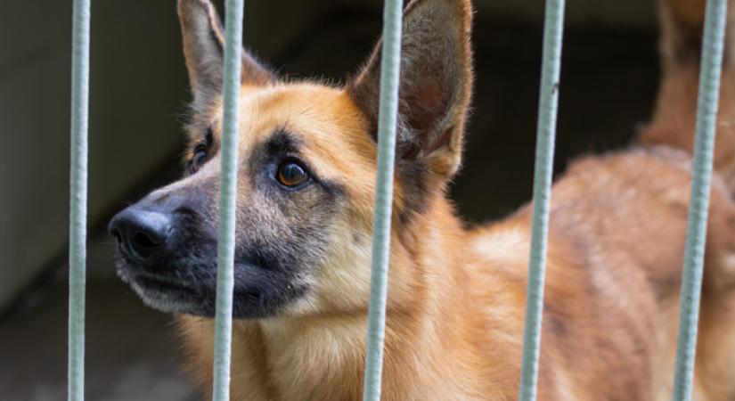 Amit az új kutya este tesz a menhelyen, attól összeszorul a szíved