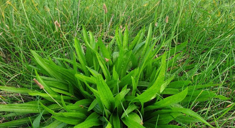 A legtöbben kiirtják, pedig aranyat ér ez a növény: durva, mi mindenre jó