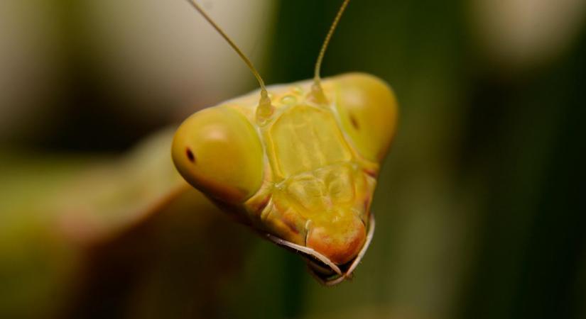 Több mint éhínség: Miért rágták le a sáskák az élő juhok gyapját is az amerikai prérin?