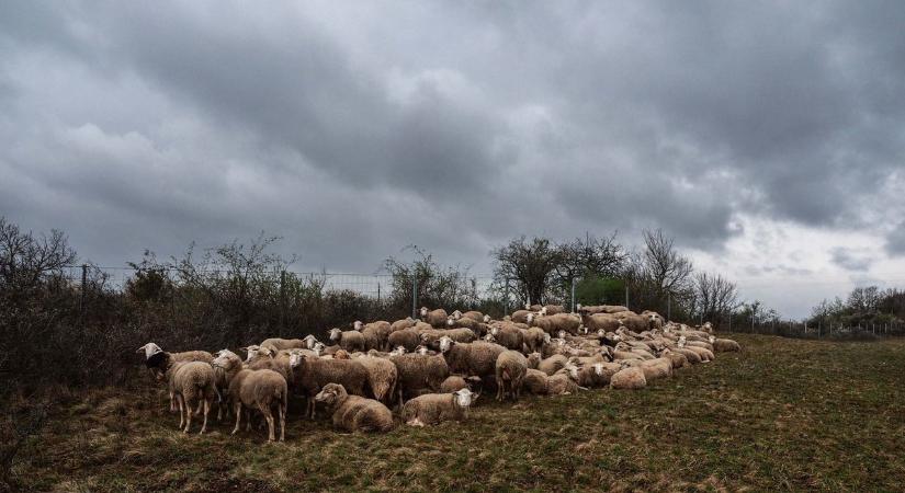 Nem lesz kegyes az időjárás: eső és viharos szél érkezik vasárnap